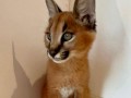 caracal-gatinho-caracal-disponivel-small-3