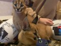 caracal-gatinho-caracal-disponivel-small-1