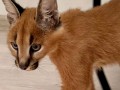 caracal-gatinho-caracal-disponivel-small-0