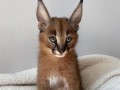 caracal-gatinho-caracal-disponivel-small-5