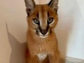 caracal-gatinho-caracal-disponivel-small-2