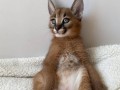 caracal-gatinho-caracal-disponivel-small-4