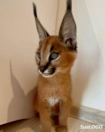 caracal-gatinho-caracal-disponivel-big-3