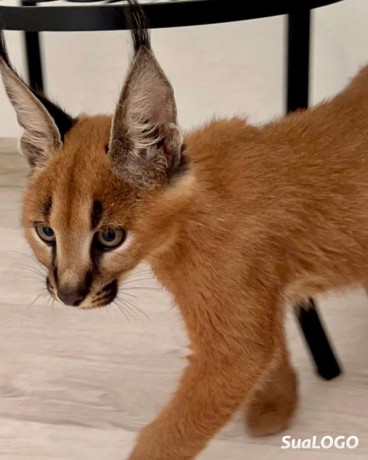 caracal-gatinho-caracal-disponivel-big-0