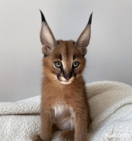 caracal-gatinho-caracal-disponivel-big-5