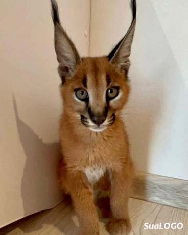 caracal-gatinho-caracal-disponivel-big-2