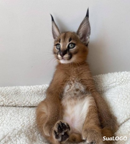 caracal-gatinho-caracal-disponivel-big-4